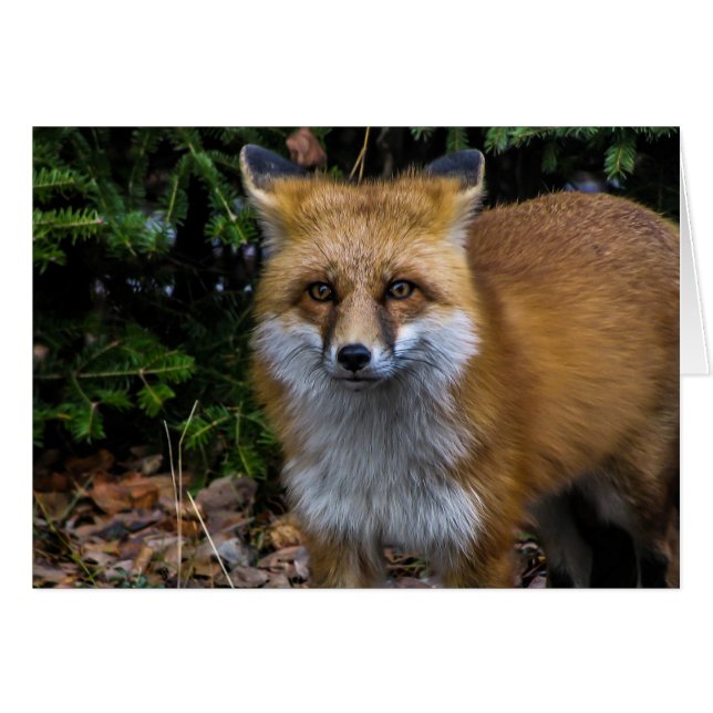 Wild Red Fox (Vorderseite (Horizontal))