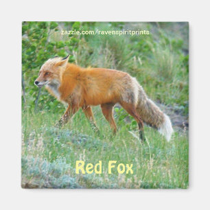 Wild Red Fox Animal Wildlife Fun Magnet