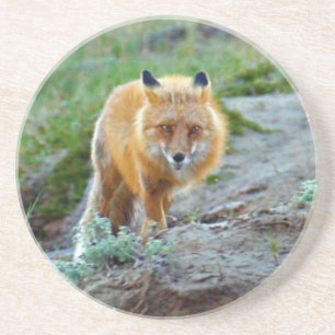Wild Red Fox Vixen Wildlife Foto Art Untersetzer