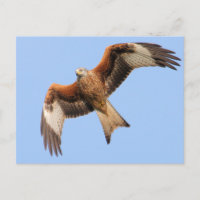 Wild Red Kites