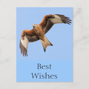 Wild Red Kites Postkarte
