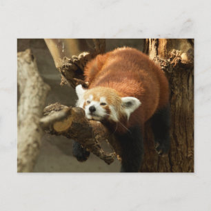 Wild Red Panda Sleeping Foto Postkarte