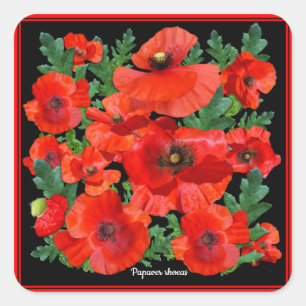 Wild Red Poppies Quadratischer Aufkleber