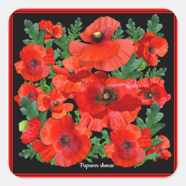 Wild Red Poppies Quadratischer Aufkleber (Vorderseite)