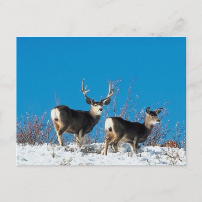 Wild Reindeer Postkarte (Vorderseite)