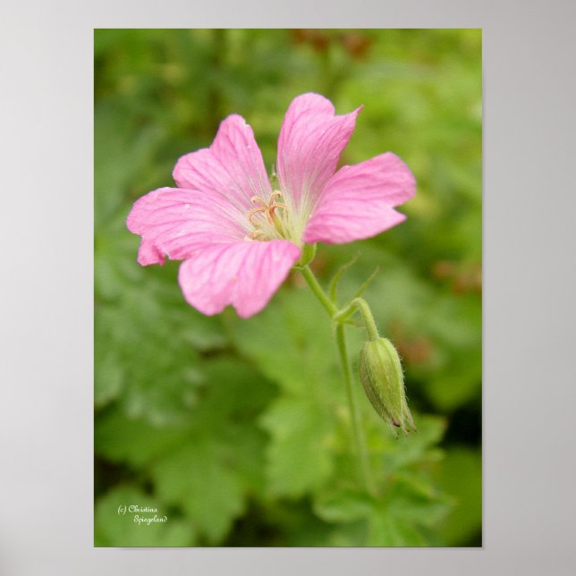 Wild rosa Geranium Blume Print Poster (Vorne)
