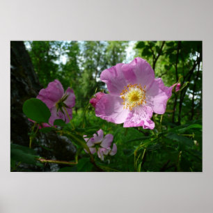 Wild rosa Rosen in Alaska Poster
