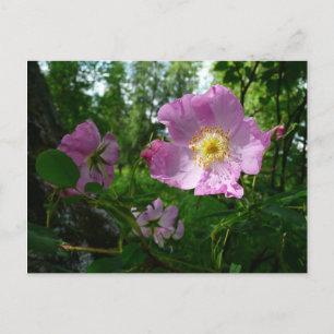 Wild rosa Rosen in Alaska Postkarte