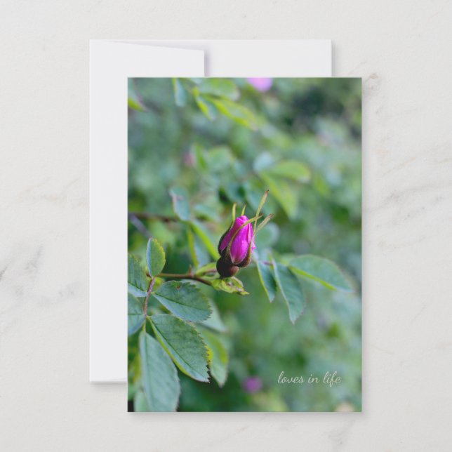 Wild Rose Bud Mitteilungskarte (Vorderseite)