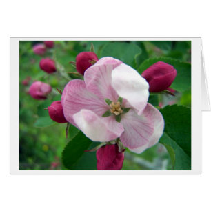 Wild Rose Card