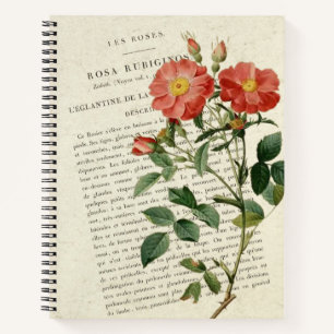 Wild Rose Eglantine: Ein Vintages botanisches Note Notizbuch