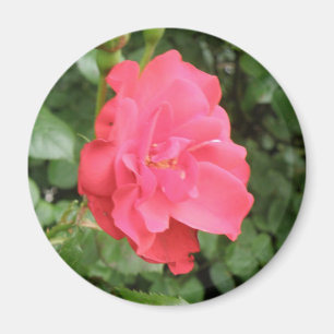 Wild Rose Magnet