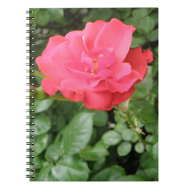 Wild Rose Notebook Notizblock (Vorderseite)