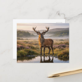 Wild Rotwild Hirsch Schottische Highlands Postkarte