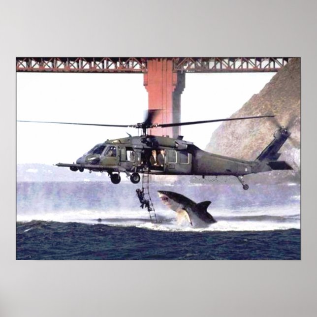 Wild Shark Poster (Vorne)