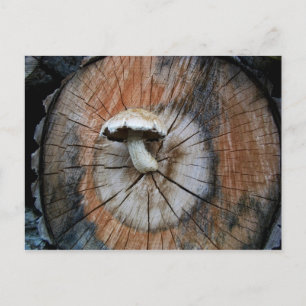 Wild Shiitake Mushroom auf Log Postkarte