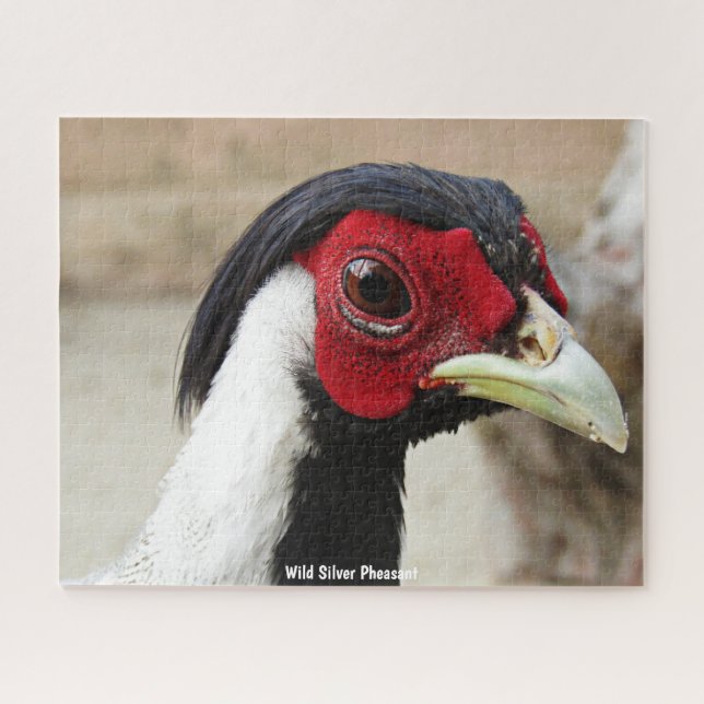 Wild Silver Pheasant Puzzle (Horizontal)