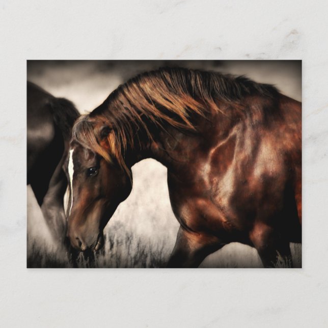 Wild-Stallion-Postkarte Postkarte (Vorderseite)