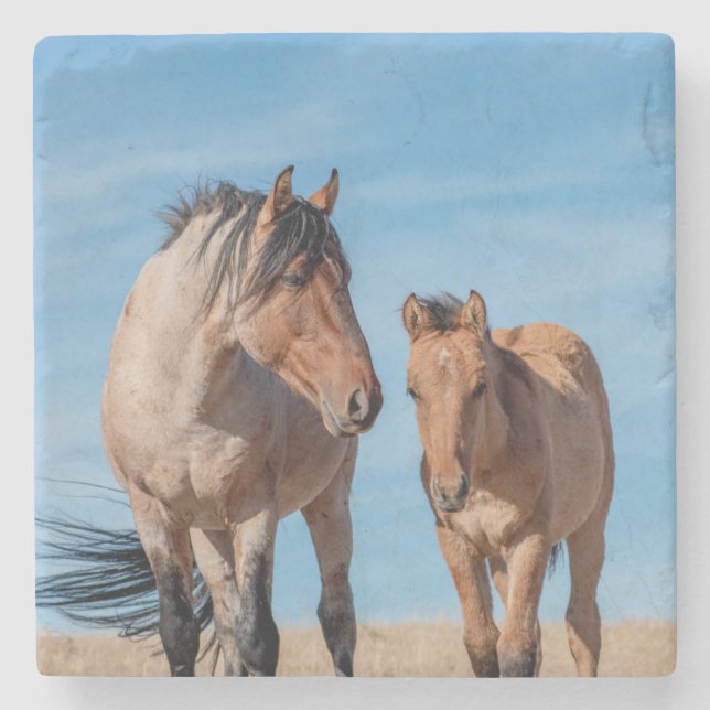Wild Stallion und Wild Mustang Foal Steinuntersetzer (Vorderseite)