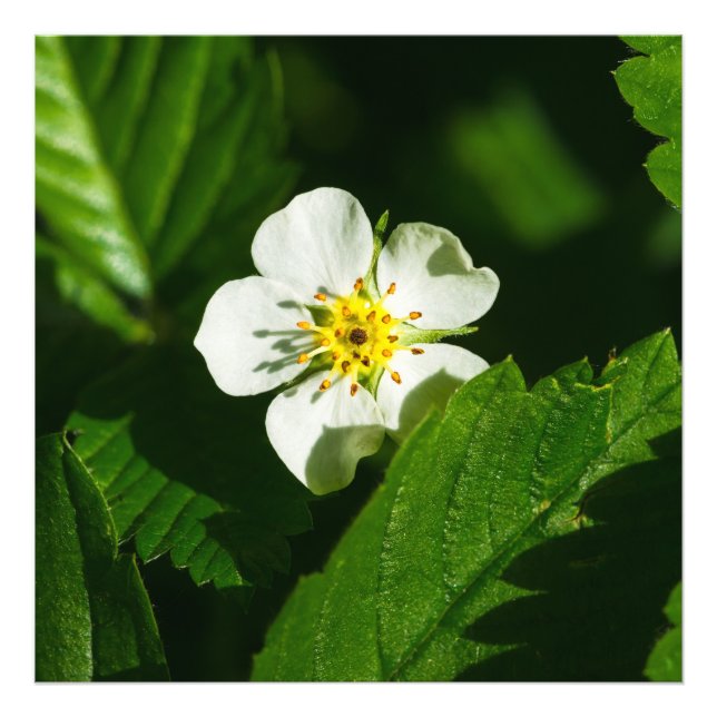 Wild Strawberry Blume Fotodruck (Vorne)
