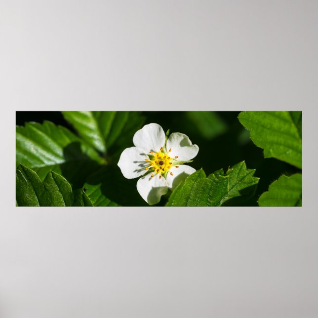 Wild Strawberry Blume Poster (Vorne)