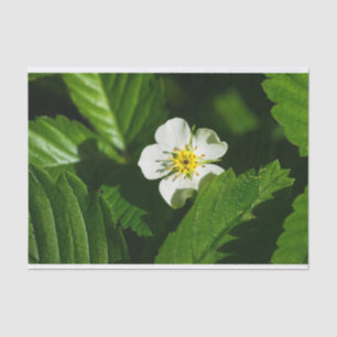 Wild Strawberry Blume Seidenpapier