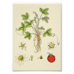 Wild Strawberry Pflanze Botany Fotodruck