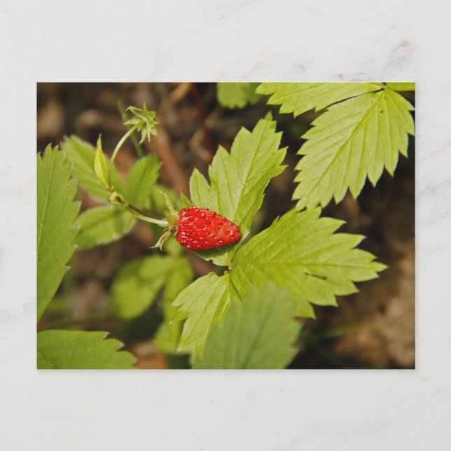 Wild Strawberry Postkarte (Vorderseite)