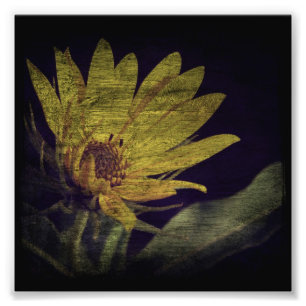 Wild Sunflower Fotodruck