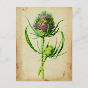 Wild Teasel - Dipsacus sylvestris Postkarte