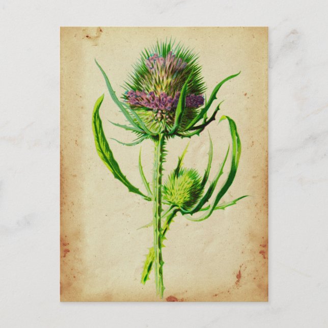 Wild Teasel - Dipsacus sylvestris Postkarte (Vorderseite)