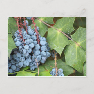 Wild Texas Grapes Postkarte