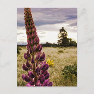 Wild tiefe rosa Lupins @ New Zealand Postcard Postkarte