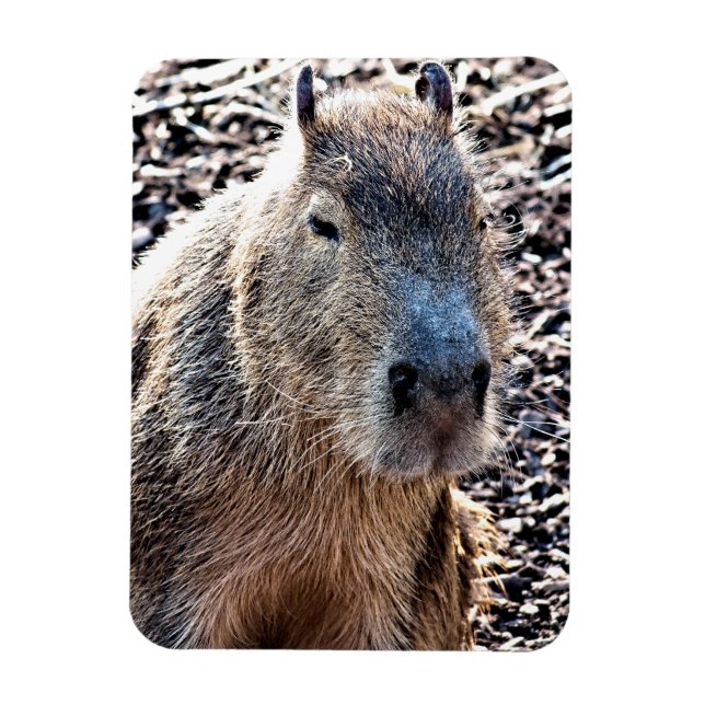 WILD TIERCAPYBARA MAGNET (Vertikal)