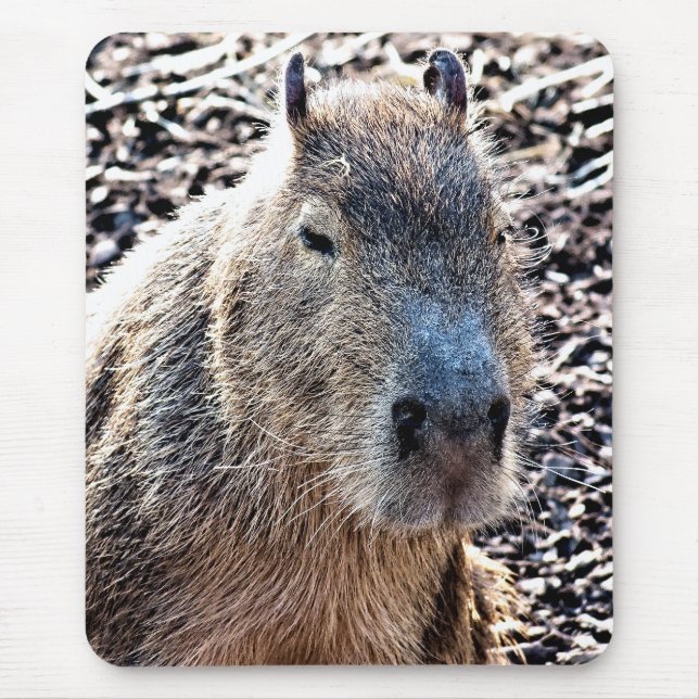 WILD TIERCAPYBARA MOUSEPAD (Vorne)