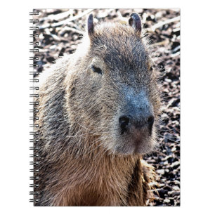 WILD TIERCAPYBARA NOTIZBLOCK