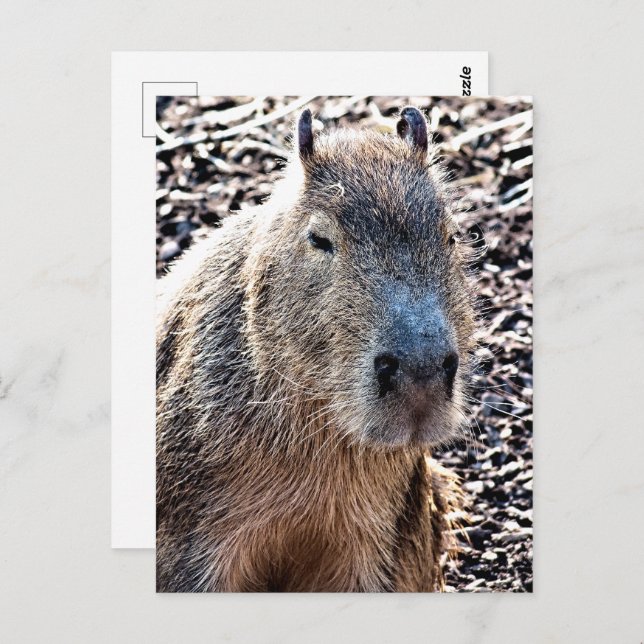 WILD TIERCAPYBARA POSTKARTE (Vorne/Hinten)