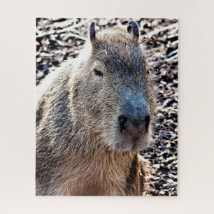 WILD TIERCAPYBARA PUZZLE