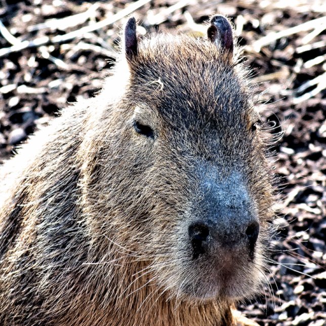 WILD TIERCAPYBARA SPIELKARTEN (Von Creator hochgeladen)