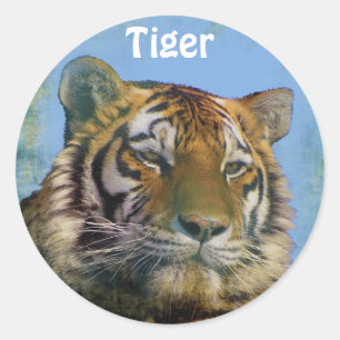 Wild Tiger Big Cat Wildlife Stickers