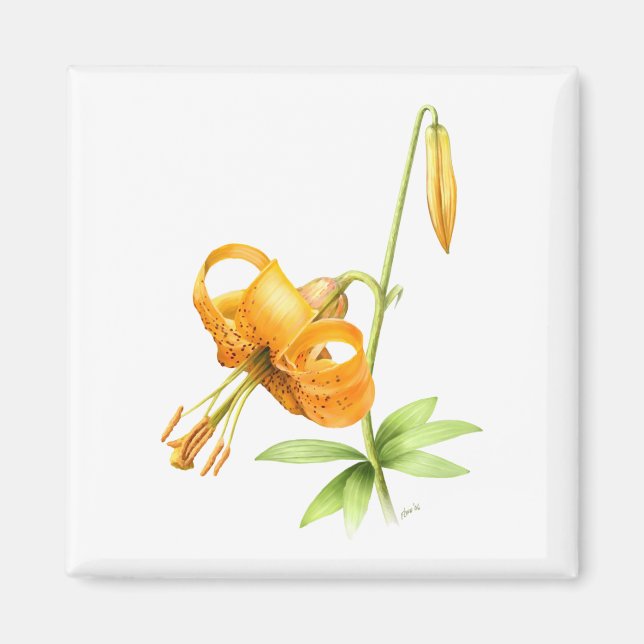 Wild Tiger Lily Magnet (Vorne)