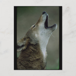 Wild Timber Wolf Howling Postkarte