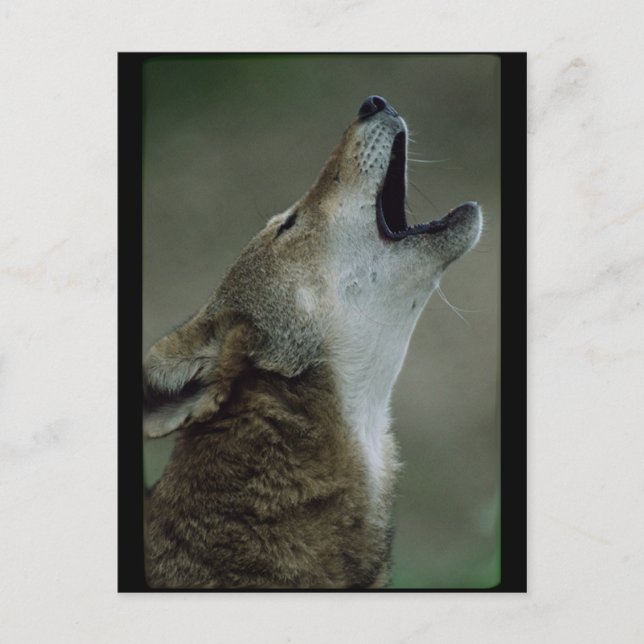 Wild Timber Wolf Howling Postkarte (Vorderseite)