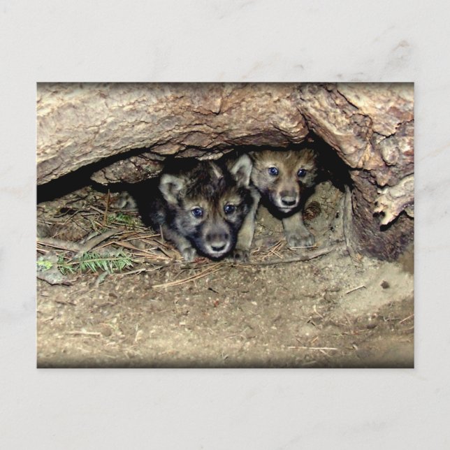 Wild Timber Wolf Twin Cubs in Den Postkarte (Vorderseite)