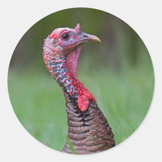 Wild Tom Runder Aufkleber (Vorderseite)