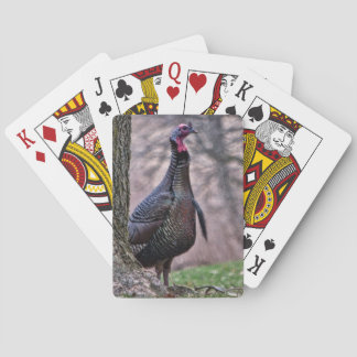 Wild Tom Turkey spielt Karten Spielkarten