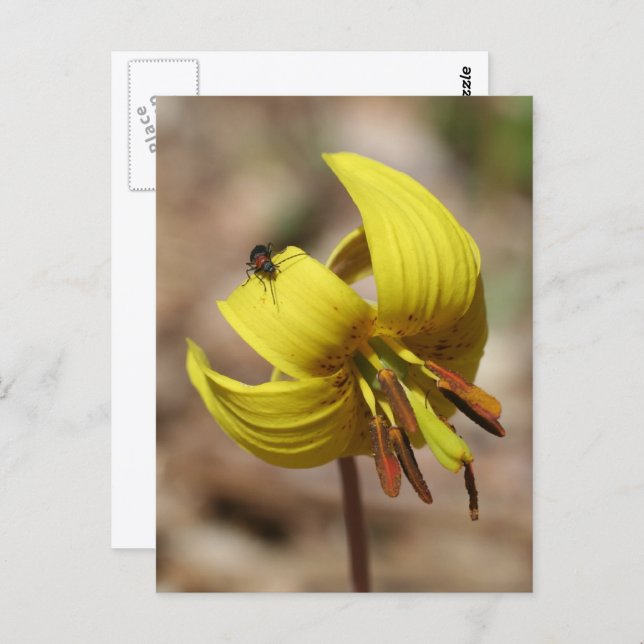 Wild Trout Lily Flower And Friend Personalized Postkarte (Vorne/Hinten)