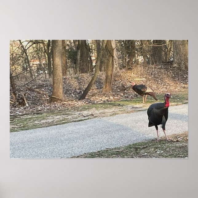 Wild Trukeys Poster (Vorne)