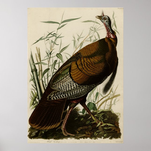 Wild Turkey_Audubon_Poster Poster (Vorne)