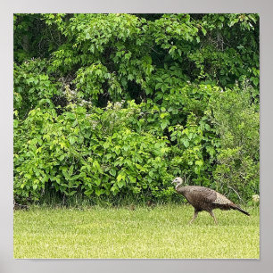 Wild Turkey Bird Poster